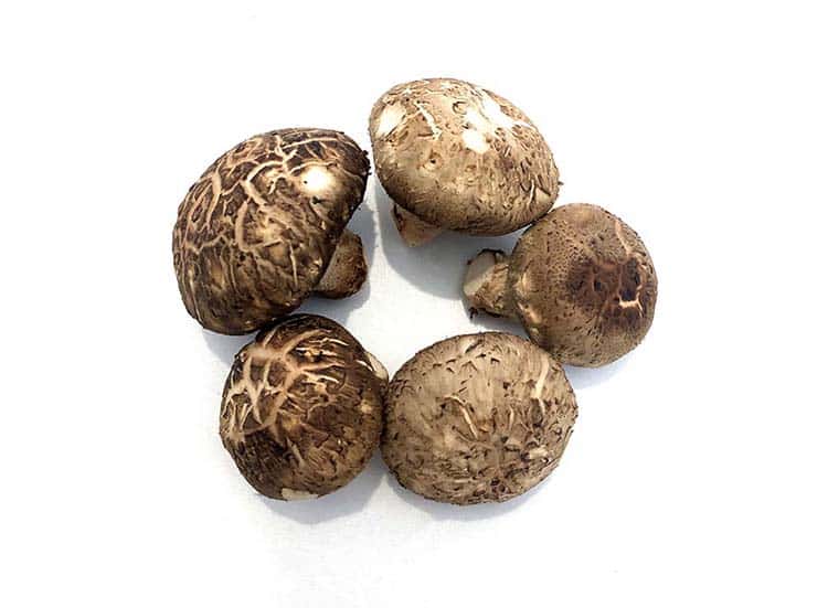 Shitaki Mushroom